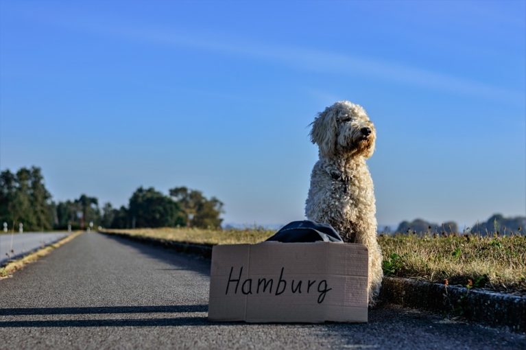 Tout savoir pour voyager en avion avec son animal